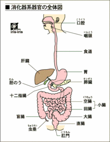 消化管全体図