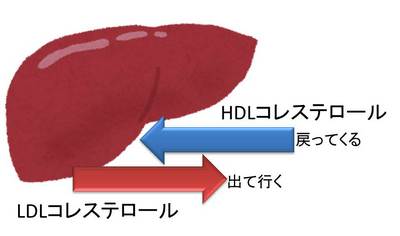 コレステロール.jpg