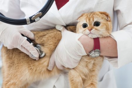 19歳、腎臓病の愛猫ちゃんが自分から食べにくるものとは?