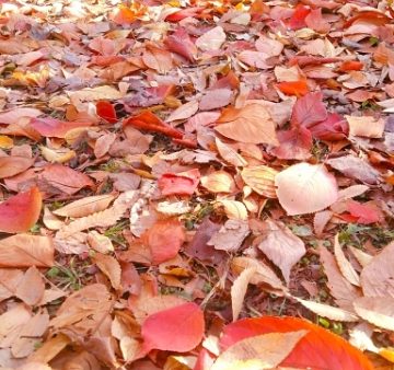 乾燥した冬の落ち葉