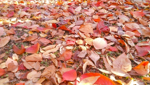乾燥した冬の落ち葉