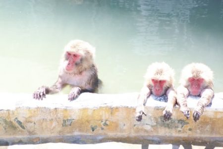 猿　温泉
