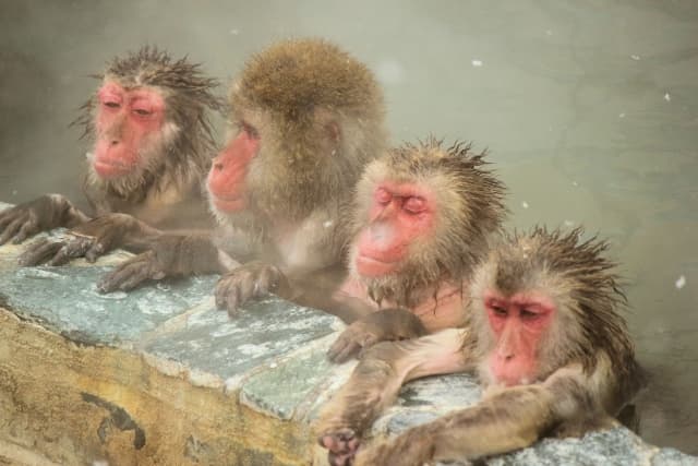 猿の温泉　入浴のイメージ写真