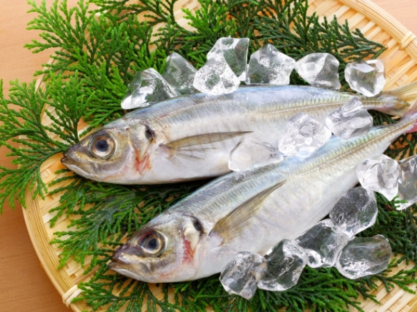 新鮮なアジの画像