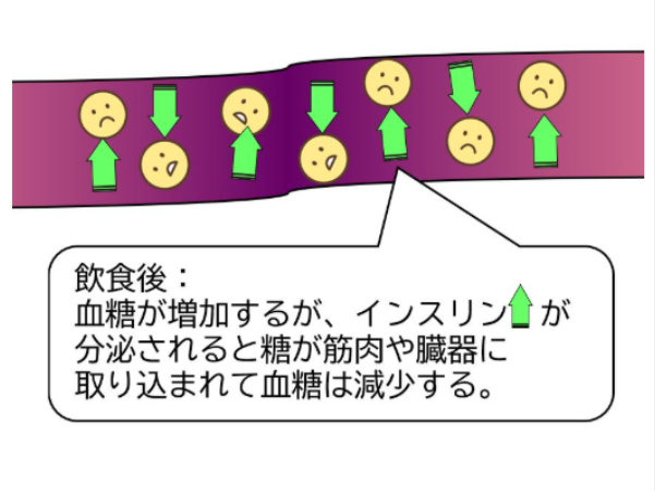 飲食後の血糖値のイメージ画像