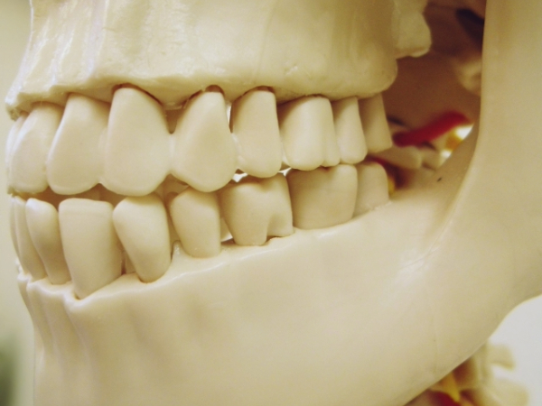 歯の骨格模型のイメージ画像