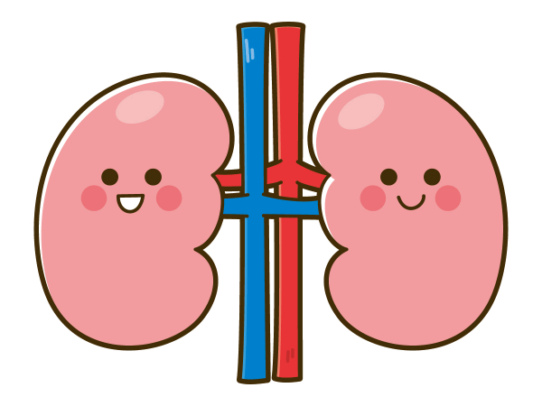 腎臓のイラスト