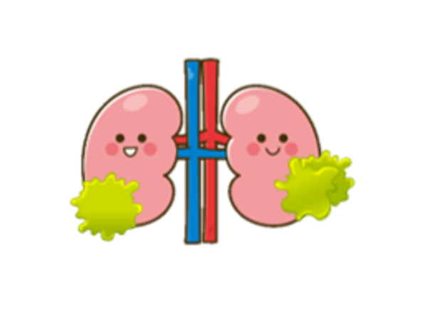 糖化した腎臓のイメージ画像