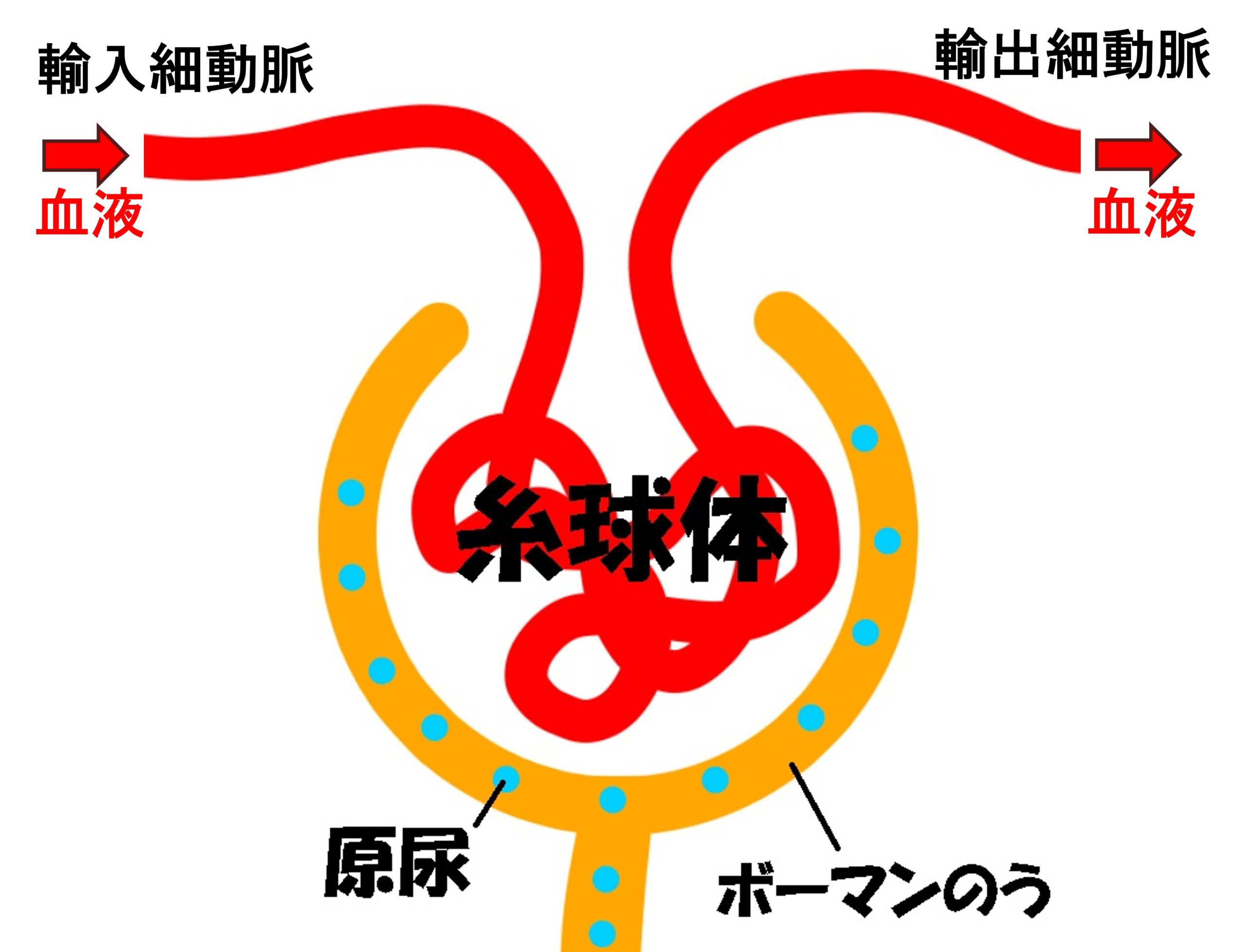 糸球体