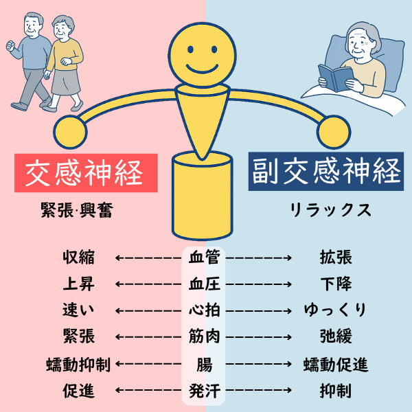 自律神経のイメージ画像