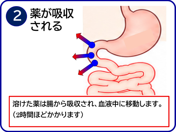 薬が吸収されるイメージ画像